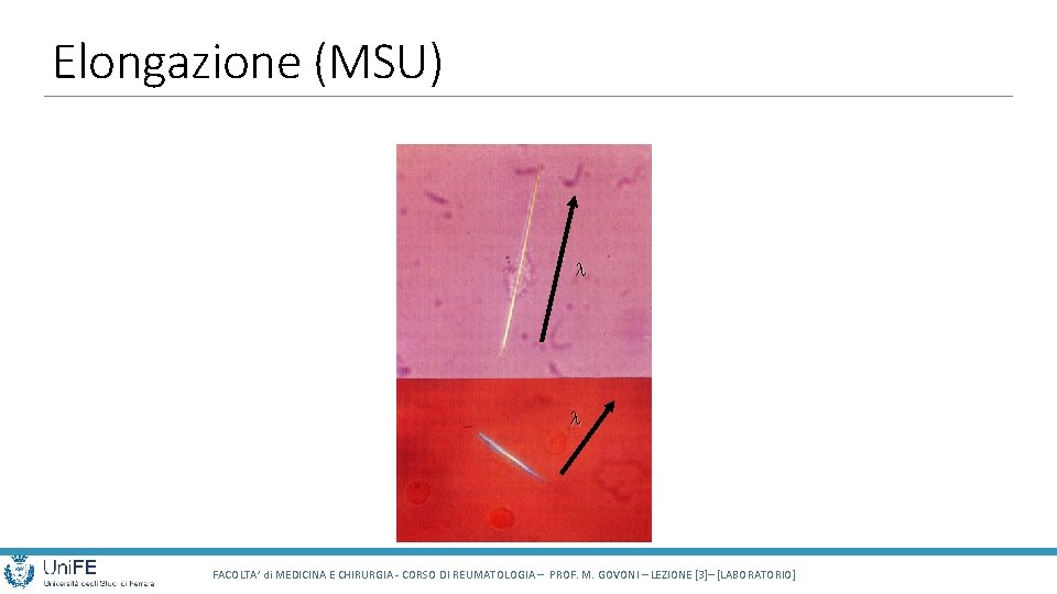 Elongazione (MSU) l l FACOLTA’ di MEDICINA E CHIRURGIA - CORSO DI REUMATOLOGIA –