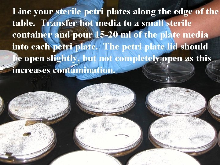 Line your sterile petri plates along the edge of the table. Transfer hot media