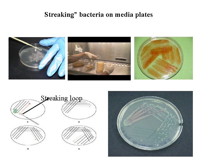 Streaking” bacteria on media plates Streaking loop 