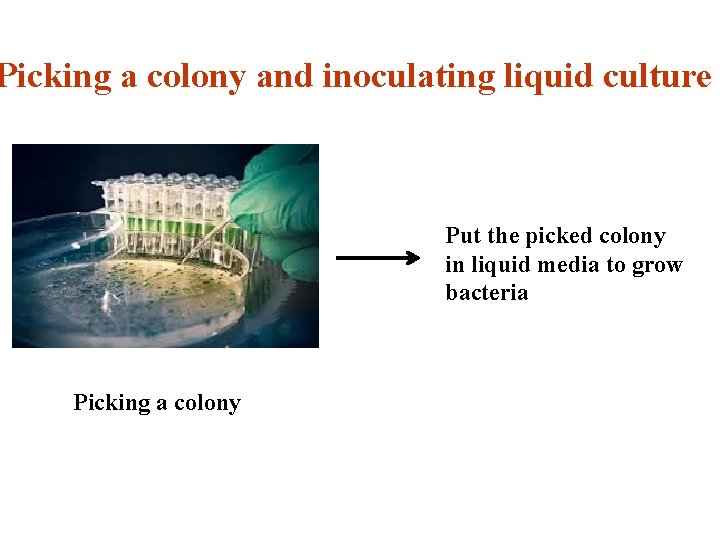 Picking a colony and inoculating liquid culture Put the picked colony in liquid media