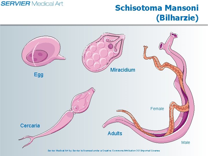 Schisotoma Mansoni (Bilharzie) Egg Miracidium Female Cercaria Adults Male Servier Medical Art by Servier