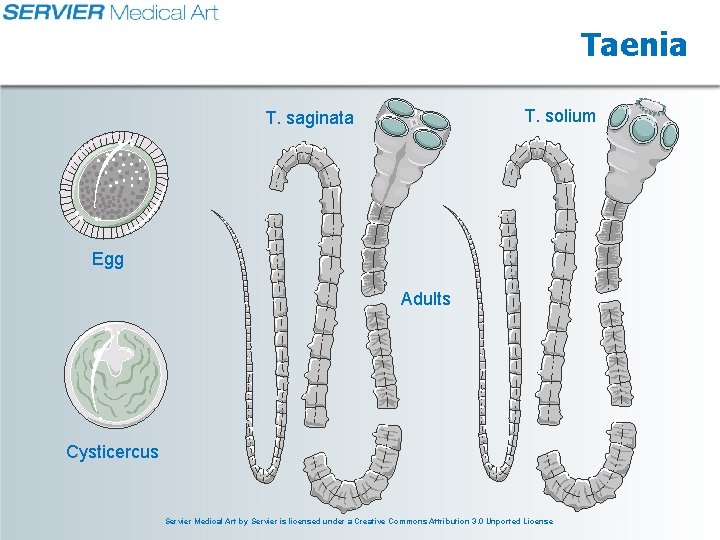 Taenia T. solium T. saginata Egg Adults Cysticercus Servier Medical Art by Servier is