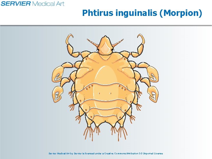 Phtirus inguinalis (Morpion) Servier Medical Art by Servier is licensed under a Creative Commons