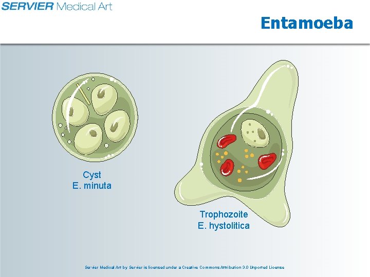 Entamoeba Cyst E. minuta Trophozoite E. hystolitica Servier Medical Art by Servier is licensed