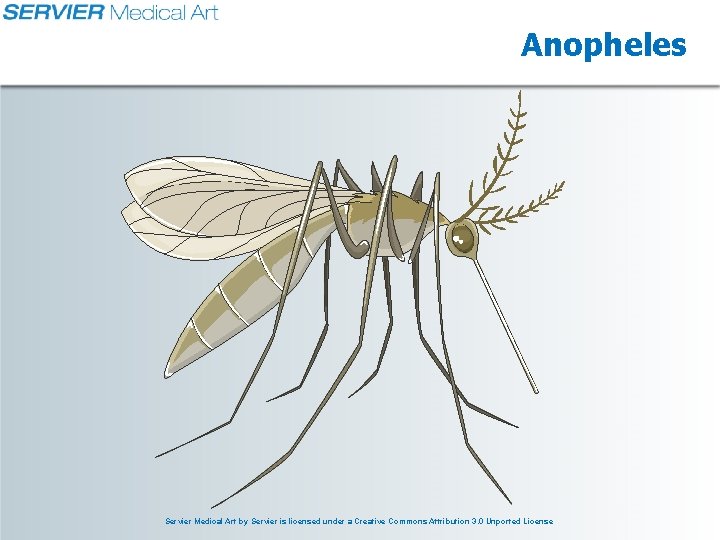 Anopheles Servier Medical Art by Servier is licensed under a Creative Commons Attribution 3.