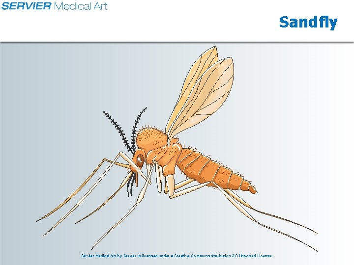Sandfly Servier Medical Art by Servier is licensed under a Creative Commons Attribution 3.