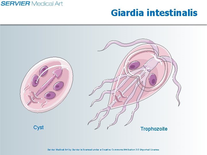 Giardia intestinalis Cyst Trophozoite Servier Medical Art by Servier is licensed under a Creative