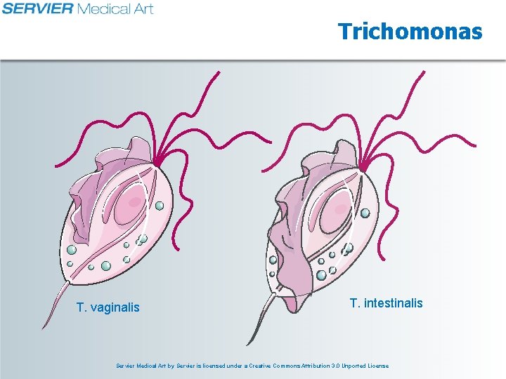 Trichomonas T. vaginalis T. intestinalis Servier Medical Art by Servier is licensed under a