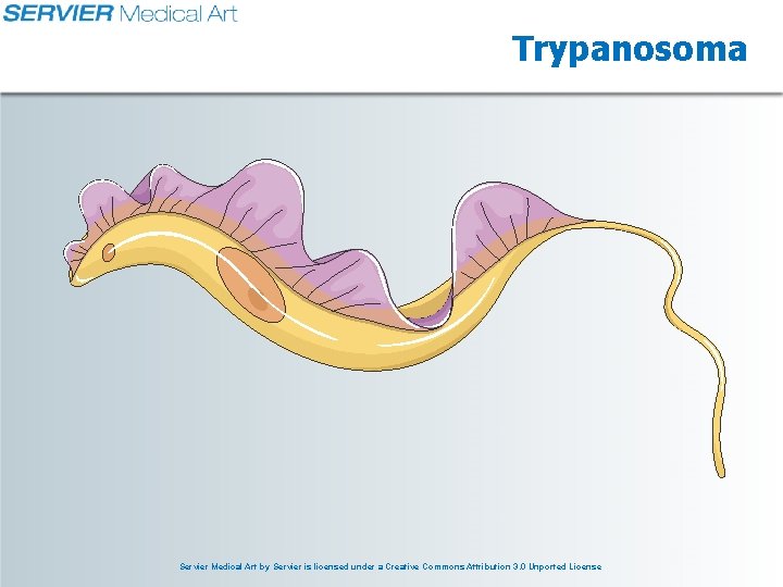 Trypanosoma Servier Medical Art by Servier is licensed under a Creative Commons Attribution 3.