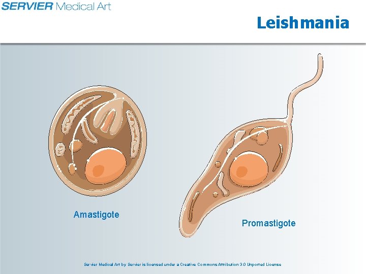 Leishmania Amastigote Promastigote Servier Medical Art by Servier is licensed under a Creative Commons