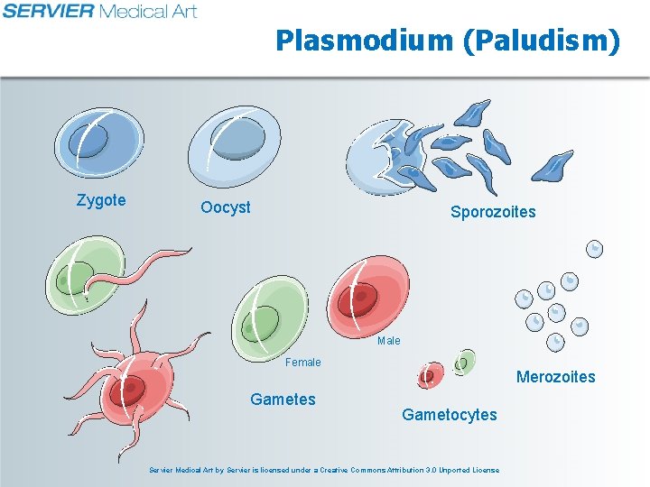 Plasmodium (Paludism) Zygote Oocyst Sporozoites Male Female Gametes Merozoites Gametocytes Servier Medical Art by