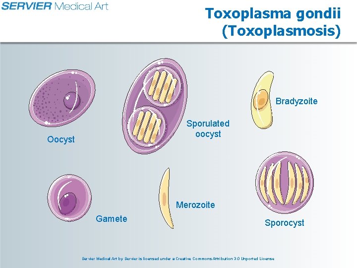 Toxoplasma gondii (Toxoplasmosis) Bradyzoite Sporulated oocyst Oocyst Merozoite Gamete Sporocyst Servier Medical Art by