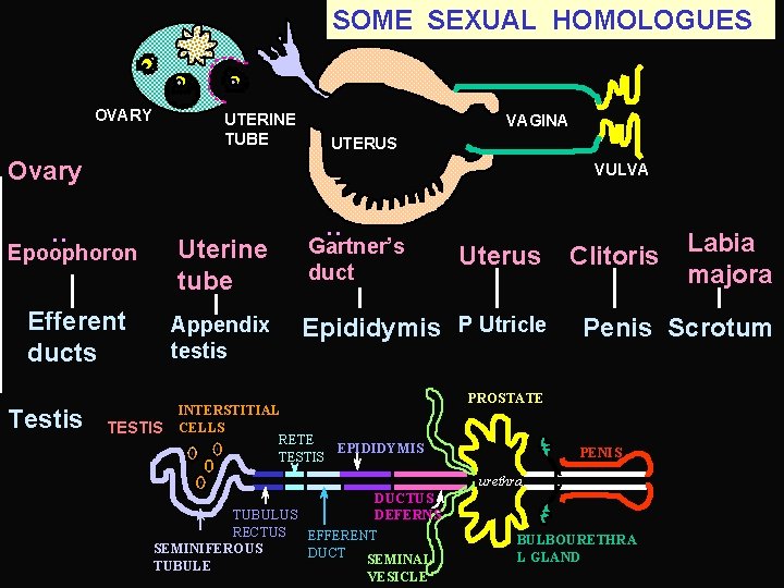SOME SEXUAL HOMOLOGUES OVARY UTERINE TUBE VAGINA UTERUS Ovary : VULVA Uterine tube Gartner’s