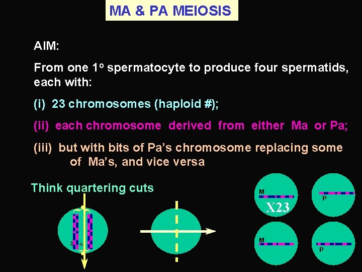 MA & PA MEIOSIS AIM: From one 1 o spermatocyte to produce four spermatids,