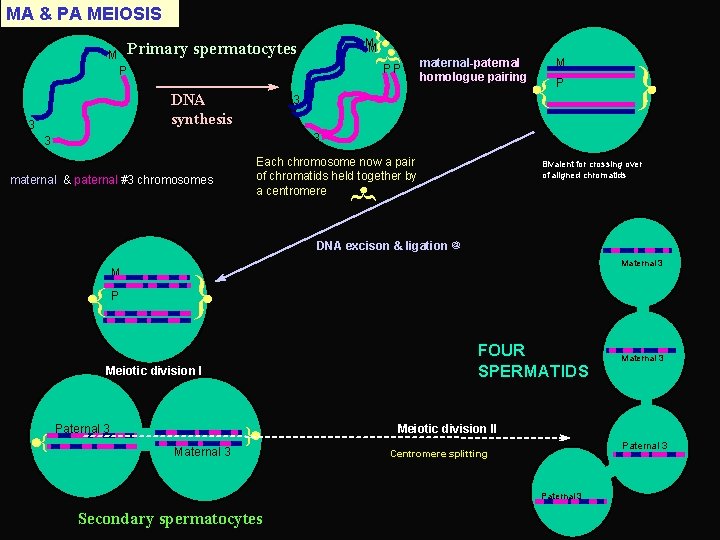 MA & PA MEIOSIS { M M PP P DNA synthesis 3 maternal-paternal homologue