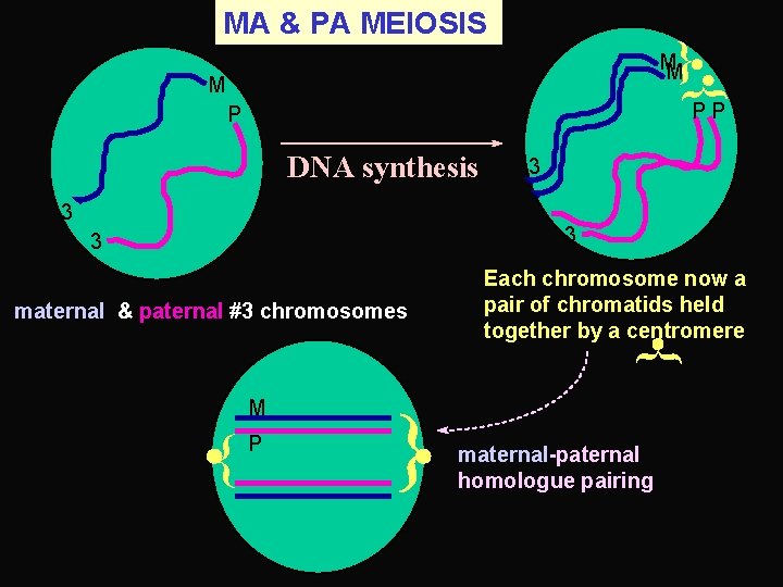 MA & PA MEIOSIS { M M { M PP P DNA synthesis 3