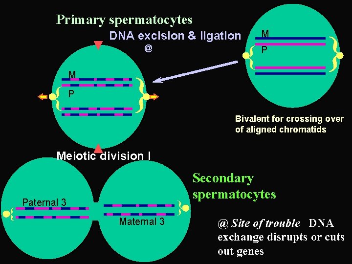 Primary spermatocytes @ { P { M M { P { DNA excision &