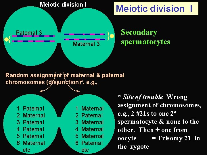 Meiotic division I Maternal 3 { { Paternal 3 Meiotic division I Secondary spermatocytes