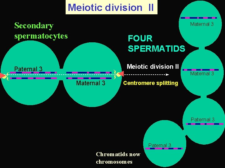 Meiotic division II Secondary spermatocytes FOUR SPERMATIDS Paternal 3 Maternal 3 { { Maternal