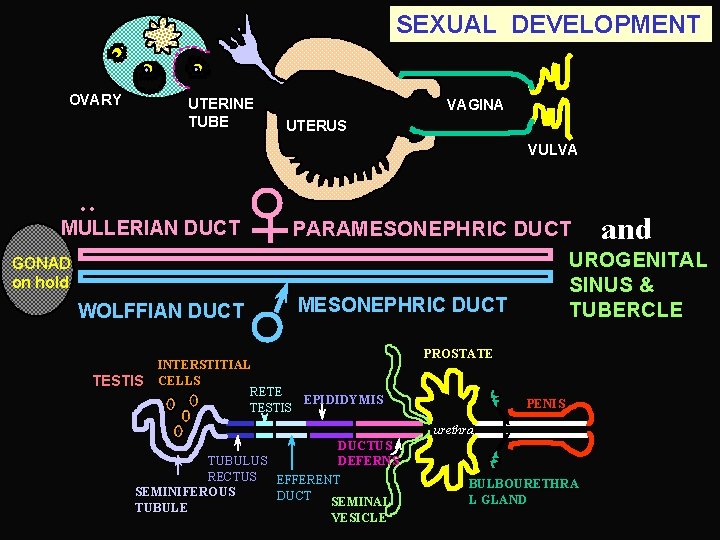 SEXUAL DEVELOPMENT OVARY UTERINE TUBE VAGINA UTERUS : VULVA MULLERIAN DUCT GONAD on hold
