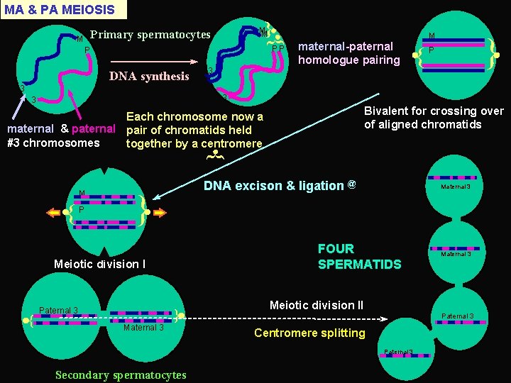 MA & PA MEIOSIS { PP P DNA synthesis 3 3 maternal-paternal homologue pairing