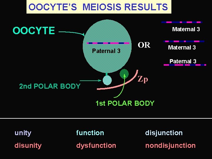 OOCYTE’S MEIOSIS RESULTS OOCYTE Maternal 3 Paternal 3 OR Maternal 3 Paternal 3 Zp