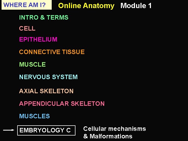 WHERE AM I? Online Anatomy Module 1 INTRO & TERMS CELL EPITHELIUM CONNECTIVE TISSUE