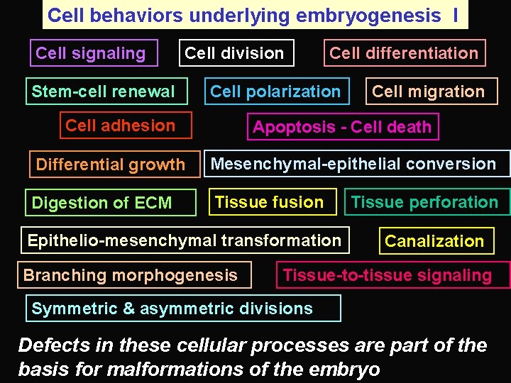 Cell behaviors underlying embryogenesis I Cell signaling Cell division Stem-cell renewal Cell differentiation Cell