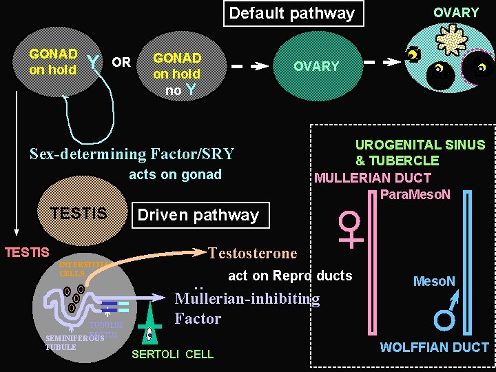 Default pathway GONAD on hold Y OR GONAD on hold OVARY no Y Sex-determining