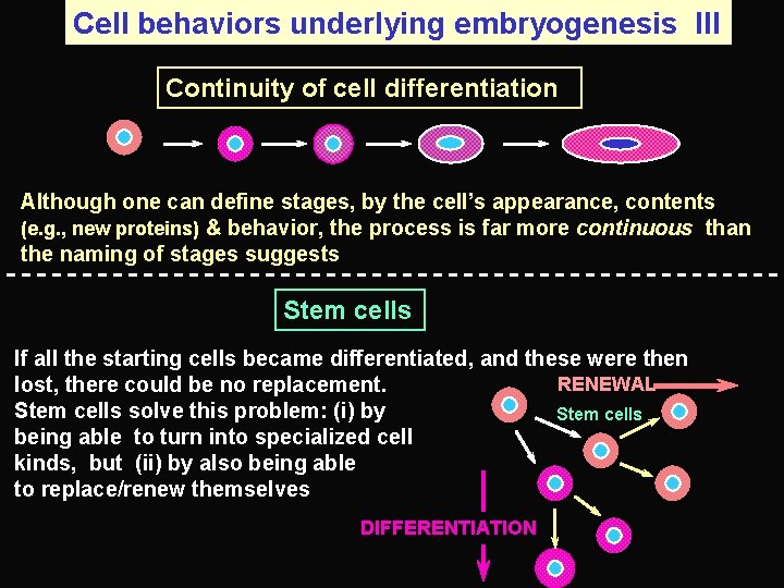 Cell behaviors underlying embryogenesis III Continuity of cell differentiation Although one can define stages,