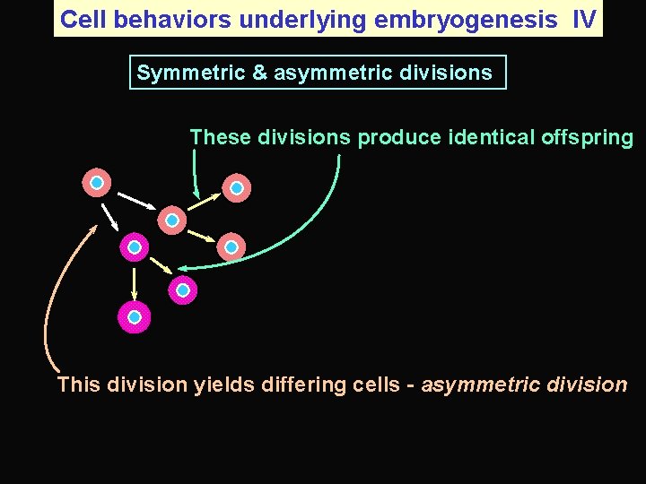 Cell behaviors underlying embryogenesis IV Symmetric & asymmetric divisions These divisions produce identical offspring