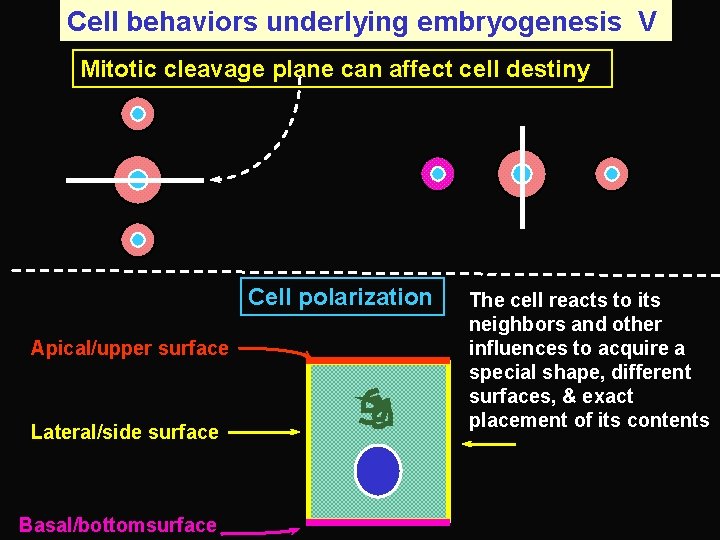 Cell behaviors underlying embryogenesis V Mitotic cleavage plane can affect cell destiny Cell polarization