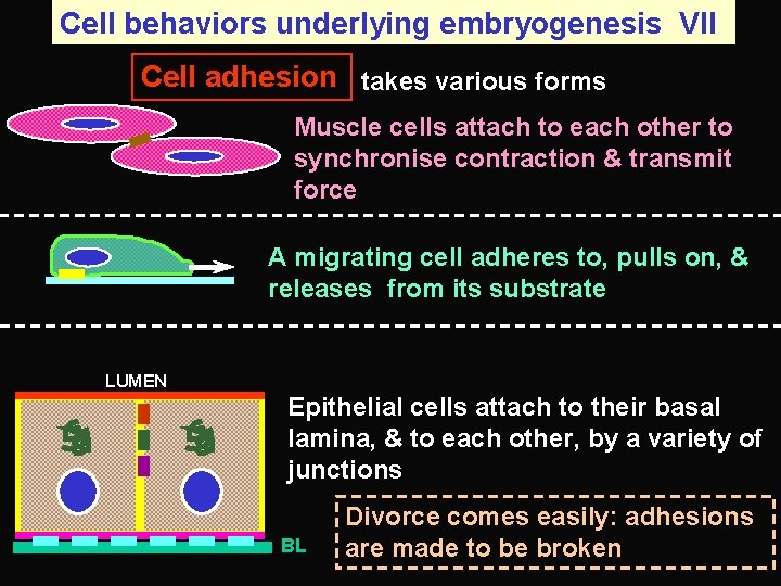 Cell behaviors underlying embryogenesis VII Cell adhesion takes various forms Muscle cells attach to