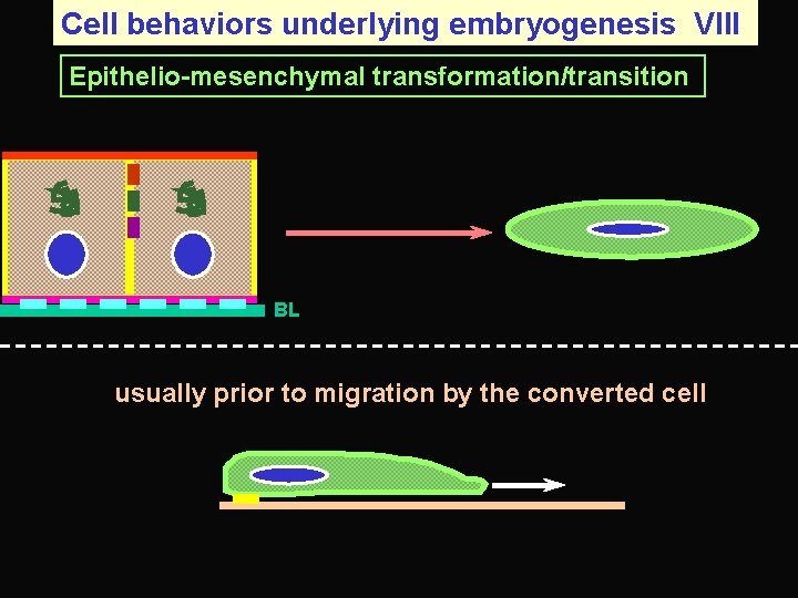 Cell behaviors underlying embryogenesis VIII Epithelio-mesenchymal transformation/transition BL usually prior to migration by the