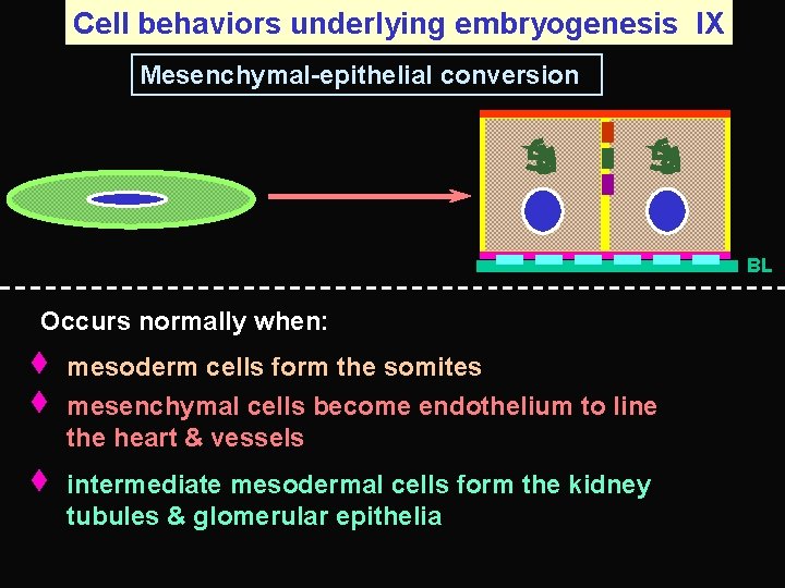 Cell behaviors underlying embryogenesis IX Mesenchymal-epithelial conversion BL Occurs normally when: mesoderm cells form