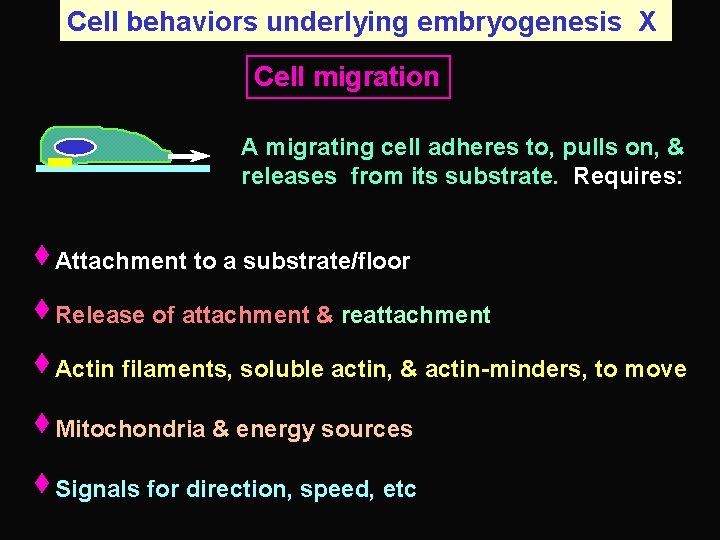 Cell behaviors underlying embryogenesis X Cell migration A migrating cell adheres to, pulls on,