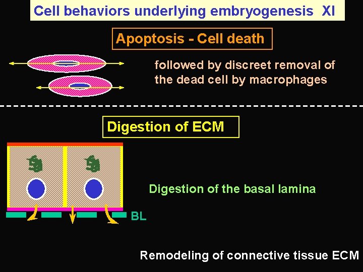 Cell behaviors underlying embryogenesis XI Apoptosis - Cell death followed by discreet removal of