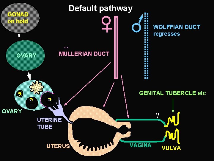 Default pathway GONAD on hold : WOLFFIAN DUCT regresses OVARY MULLERIAN DUCT GENITAL TUBERCLE