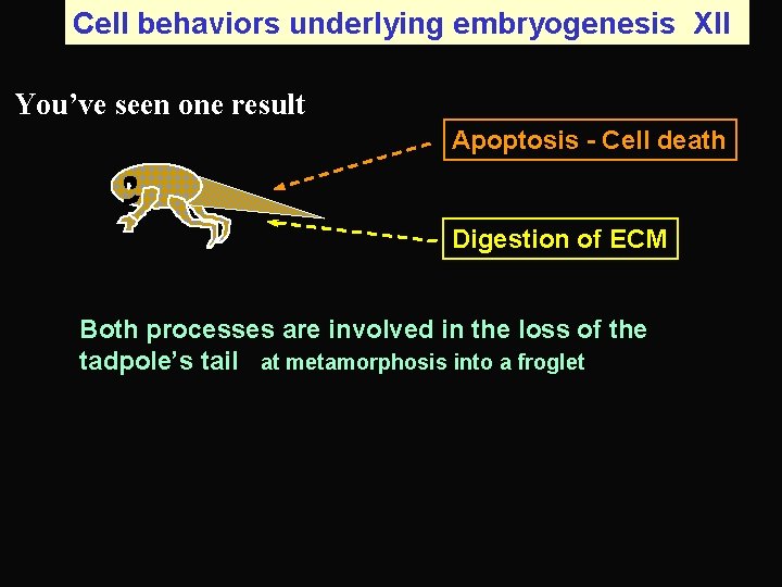 Cell behaviors underlying embryogenesis XII You’ve seen one result Apoptosis - Cell death Digestion