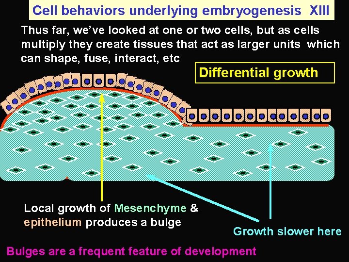 Cell behaviors underlying embryogenesis XIII Thus far, we’ve looked at one or two cells,