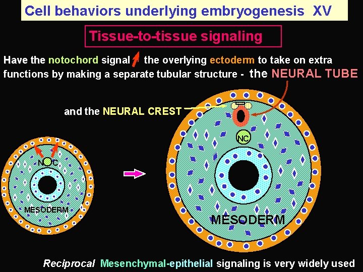 Cell behaviors underlying embryogenesis XV Tissue-to-tissue signaling Have the notochord signal the overlying ectoderm