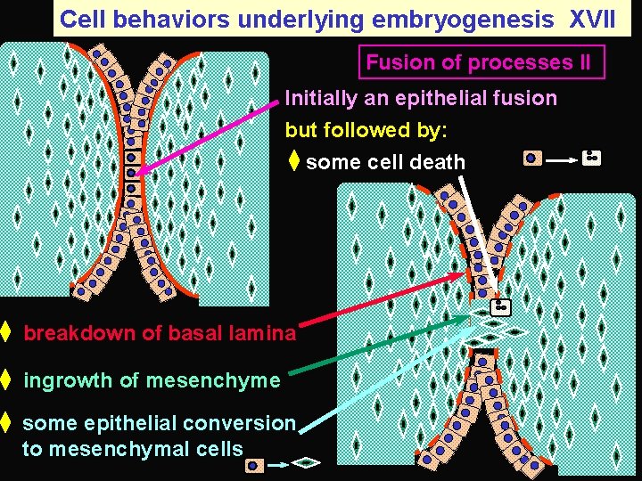 Cell behaviors underlying embryogenesis XVII Fusion of processes II Initially an epithelial fusion but