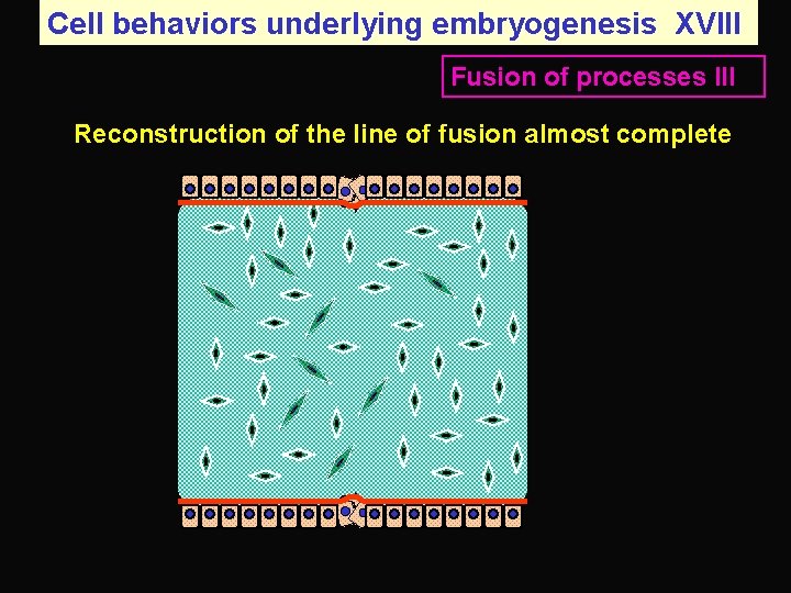 Cell behaviors underlying embryogenesis XVIII Fusion of processes III Reconstruction of the line of