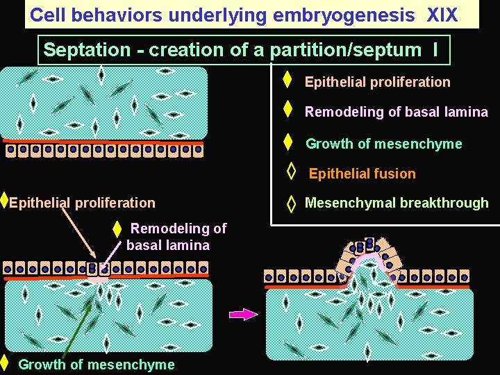 Cell behaviors underlying embryogenesis XIX Septation - creation of a partition/septum I Epithelial proliferation