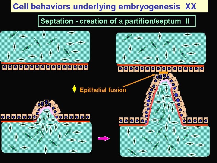 Cell behaviors underlying embryogenesis XX Septation - creation of a partition/septum II Epithelial fusion