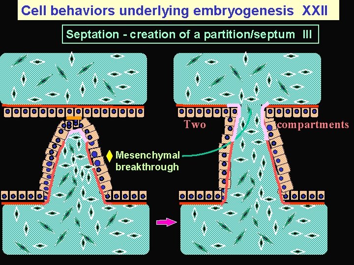 Cell behaviors underlying embryogenesis XXII Septation - creation of a partition/septum III Two Mesenchymal