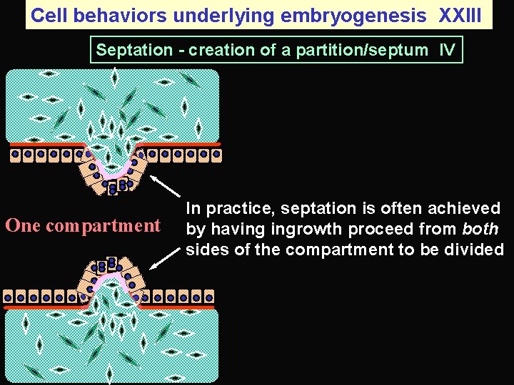 Cell behaviors underlying embryogenesis XXIII Septation - creation of a partition/septum IV One compartment