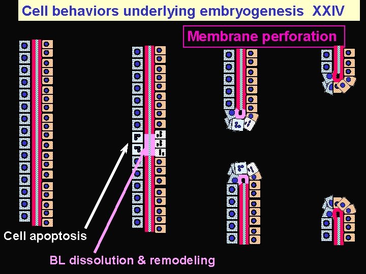 Cell behaviors underlying embryogenesis XXIV Membrane perforation Cell apoptosis BL dissolution & remodeling 