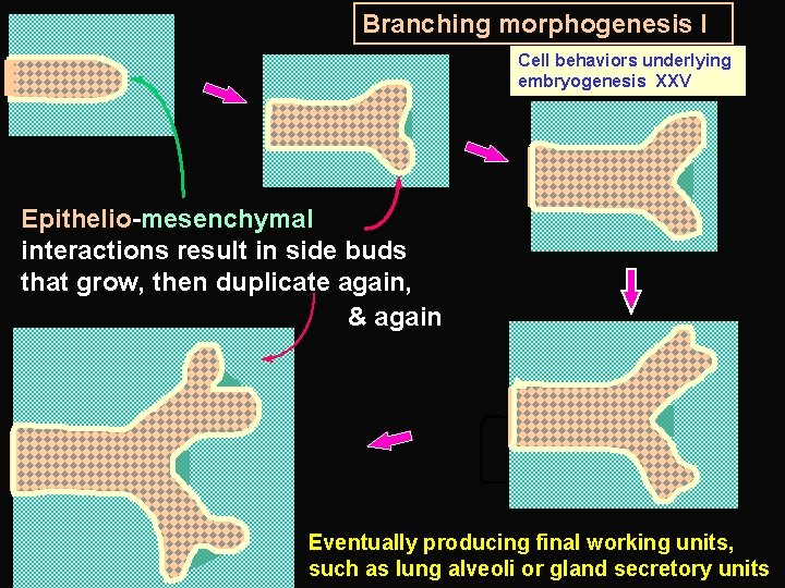 Branching morphogenesis I Cell behaviors underlying embryogenesis XXV Epithelio-mesenchymal interactions result in side buds