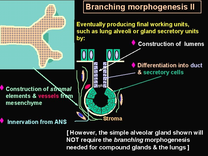 Branching morphogenesis II Eventually producing final working units, such as lung alveoli or gland